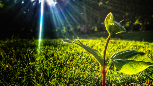 Read more about the article Toivon tuoja Euroopassa – Ei sijaa toivottomuudelle!